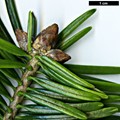 SpeciesSub: subsp. salouenensis